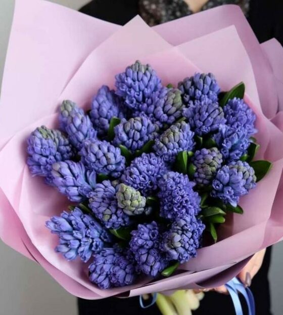 синие гиацинты букет