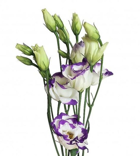 эустома пурпур