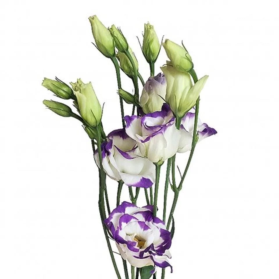 eustoma-purpur эустома пурпур