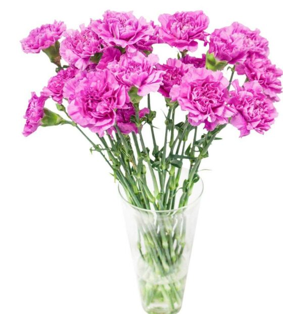 фиолетовые гвоздики