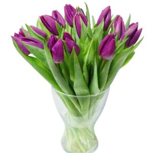 фиолетовые тюльпаны
