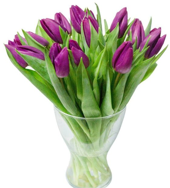 фиолетовые тюльпаны