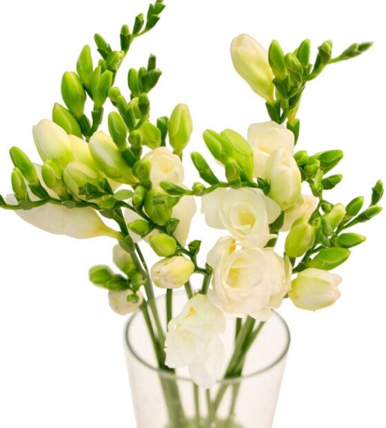 белая фрезия