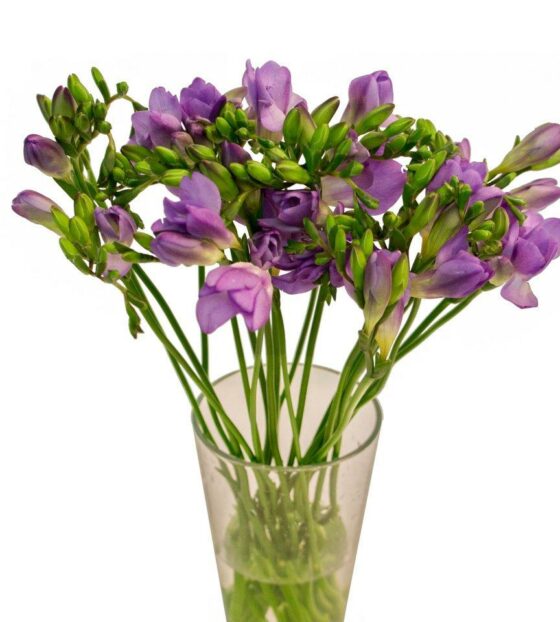 фиолетовая фрезия