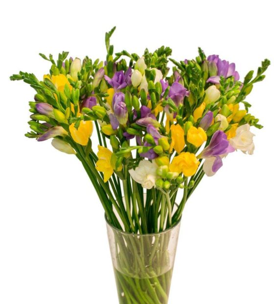 фрезия микс