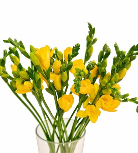 желтая фрезия