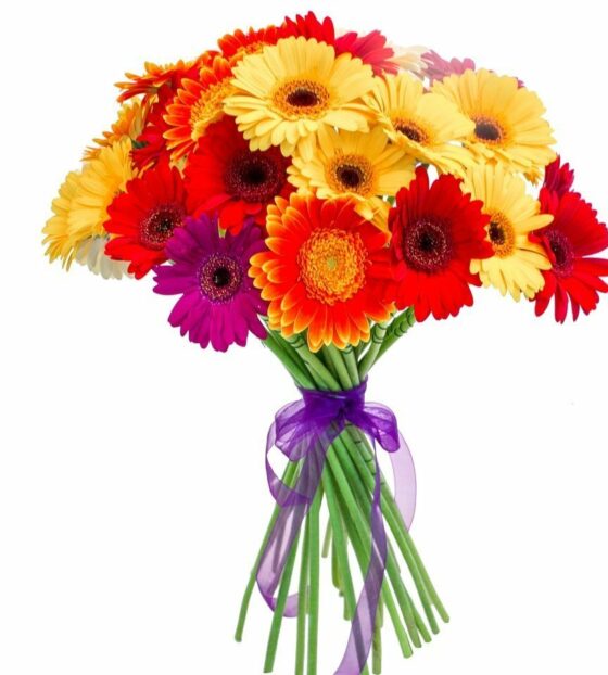 гербера микс