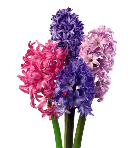 гиацинты микс