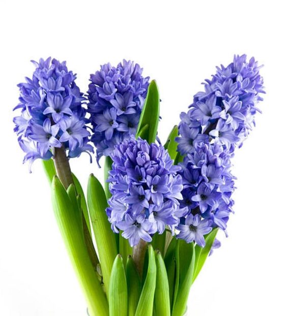 гиацинты синии