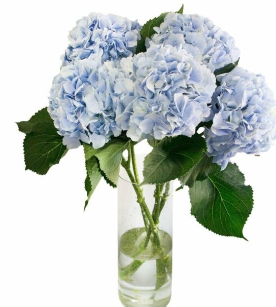 голубая гортензия
