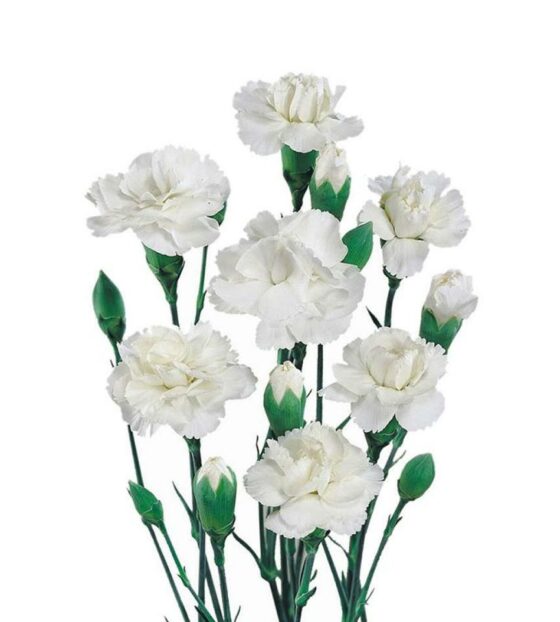 гвоздика кустовая белая