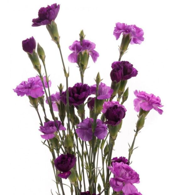 гвоздика кустовая фиолетовая