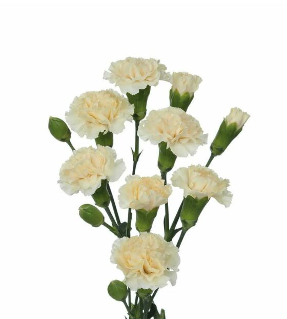 гвоздика кустовая кремовая