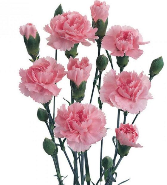 гвоздика кустовая розовая