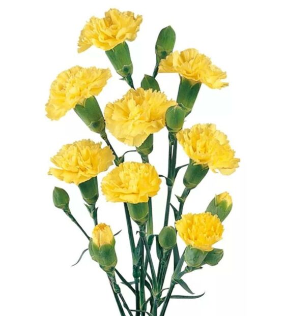 гвоздика кустовая желтая