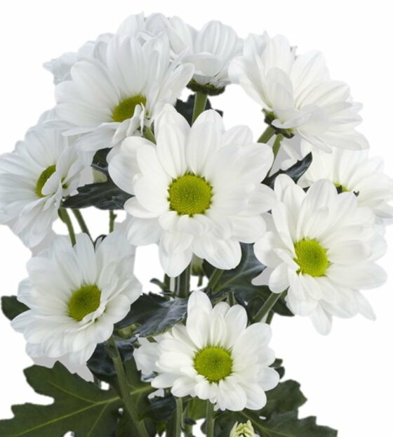 хризантема кустовая белая