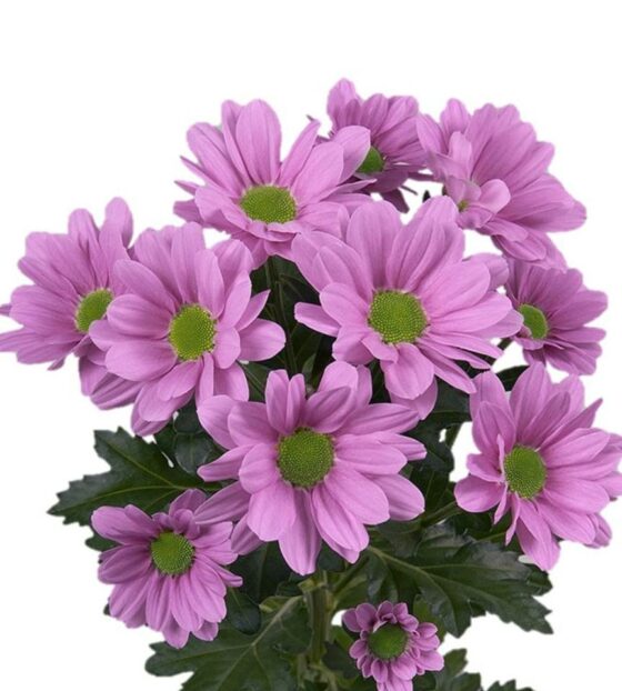 хризантема кустовая розовая