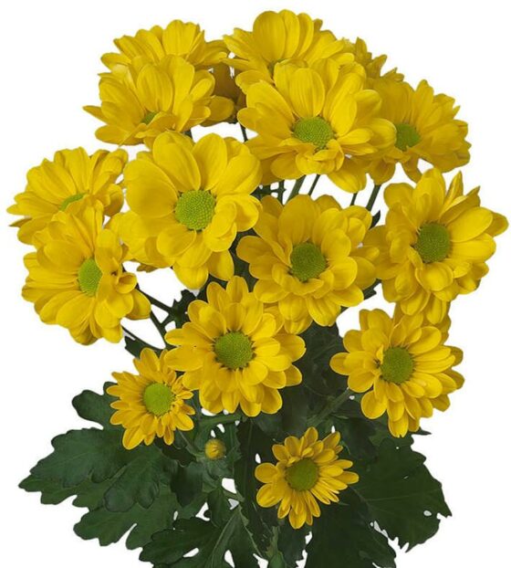 хризантема кустовая желтая