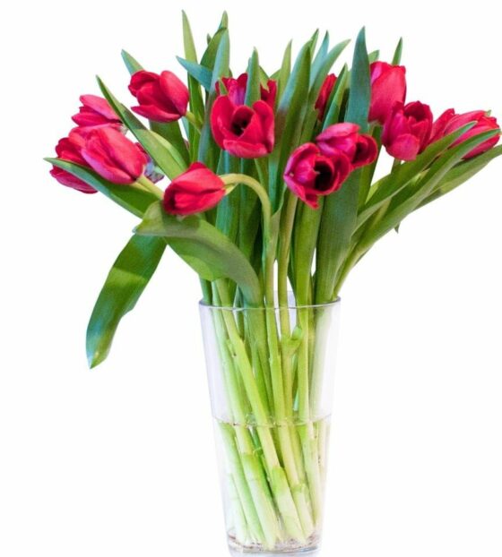 красные тюльпаны