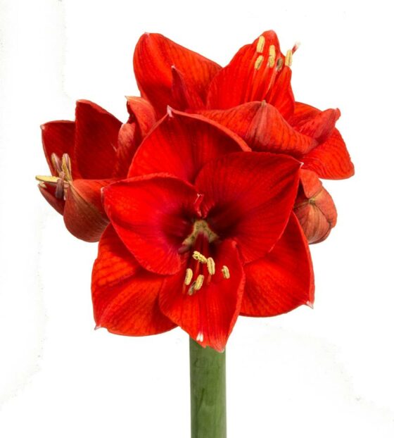 красные амариллисы