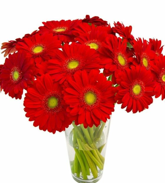 красная гербера