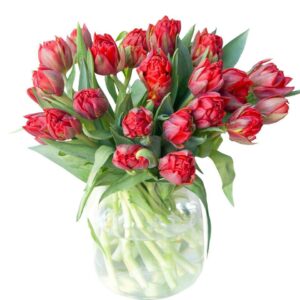красные пионовидные тюльпаны