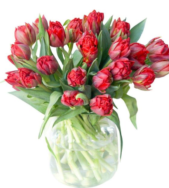 красные пионовидные тюльпаны