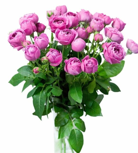 кустовая роза мисти баблс