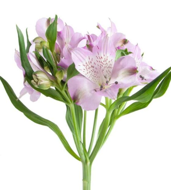 лавандовая альстромерия