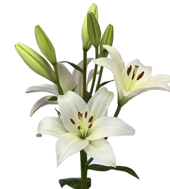 белая лилия