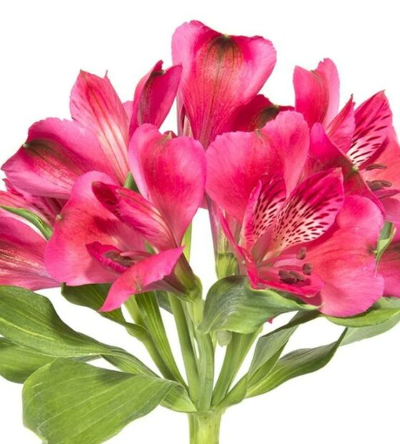 малиновая альстромерия