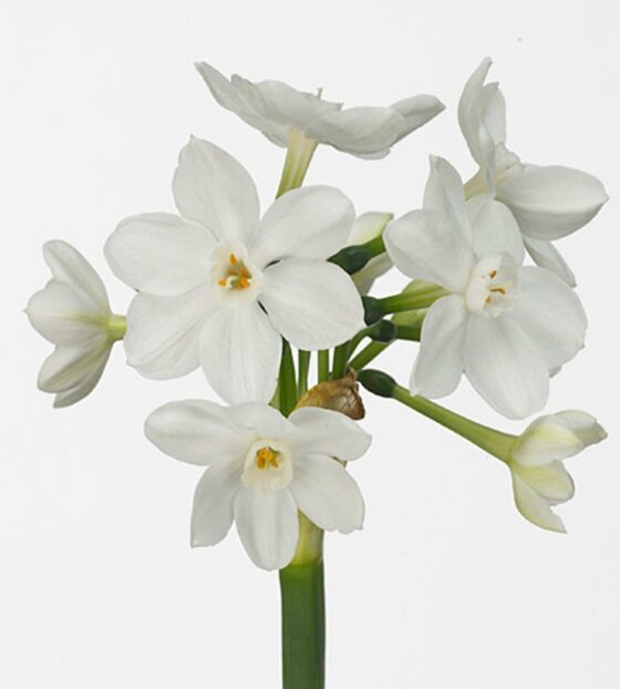 белые нарциссы