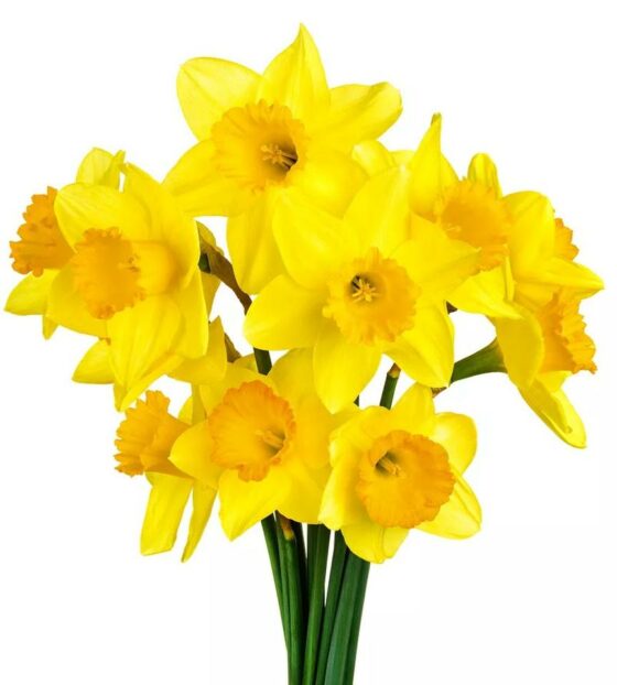 желтые нарциссы