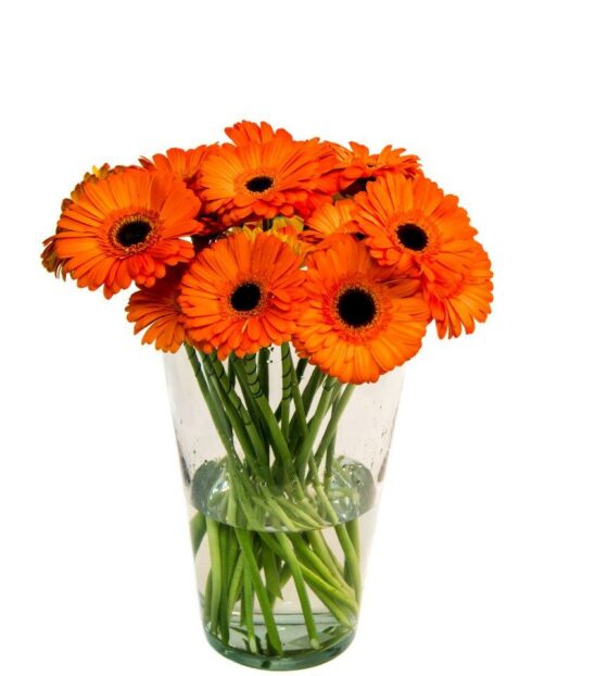 оранжевая гербера