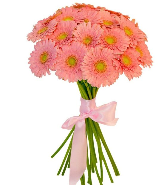 персиковая гербера