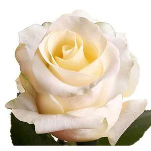 Роза Эквадор Амелия