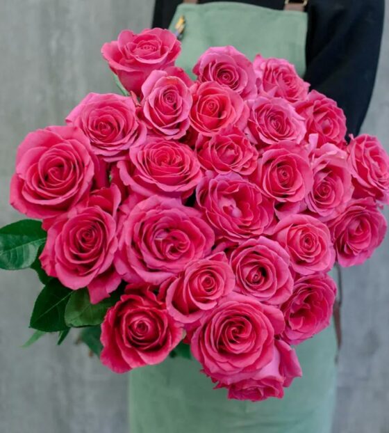 Малиновые розы Эквадор