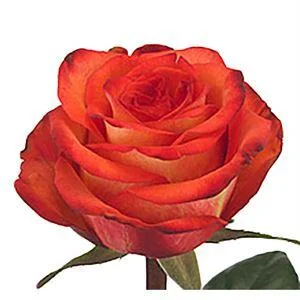 Хай Оранж Мэджик роза эквадор