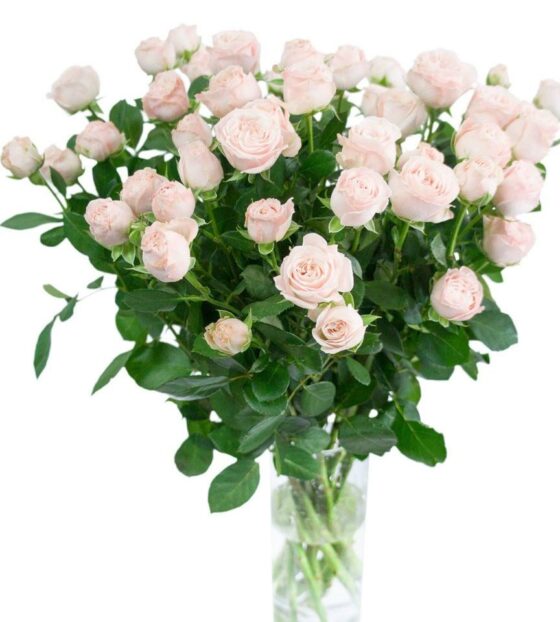 Кустовая пионовидная роза