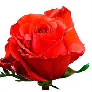 roza-red-unik-ekvador Ред юник роза