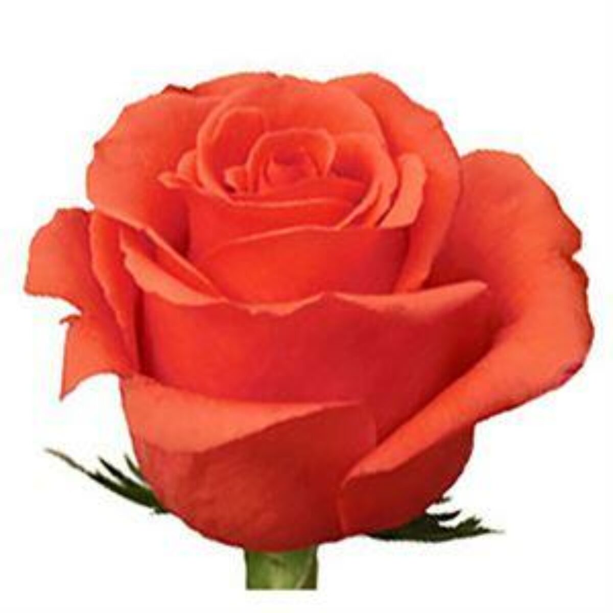 роза квинберри эквадор