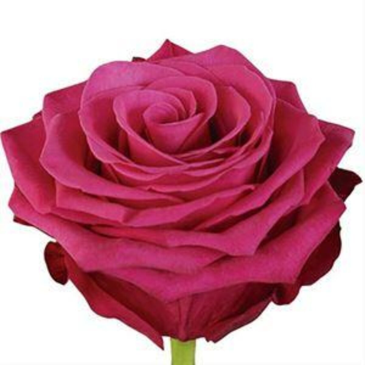 Розы Roseberry Эквадор