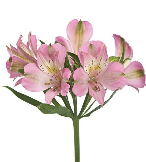 розовая альстромерия