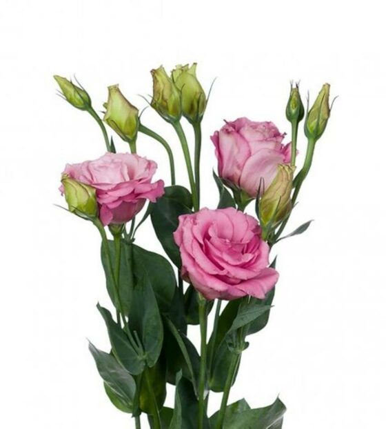 розовая эустома