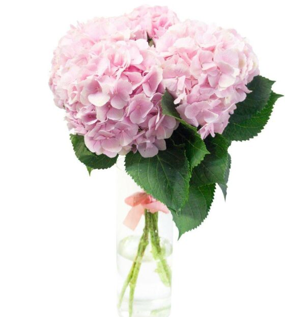 розовая гортензия