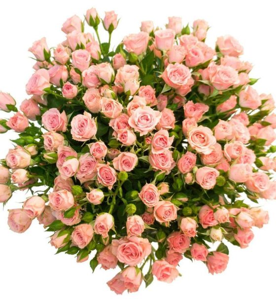 Кремовая кустовая роза