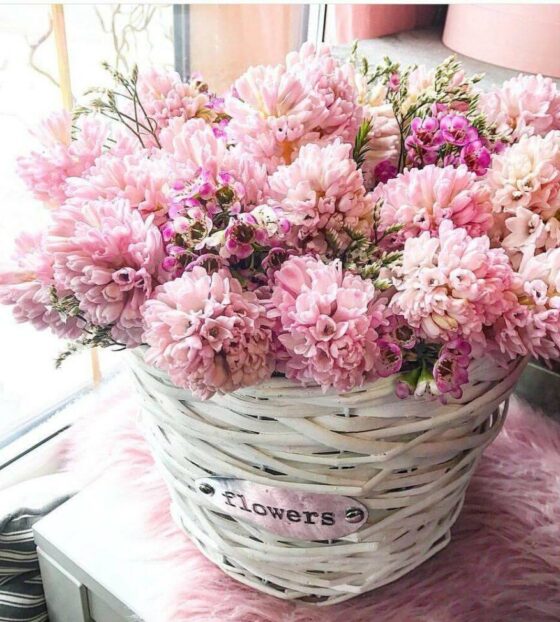 розовые гиацинты в корзине