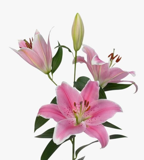 розовые лилии