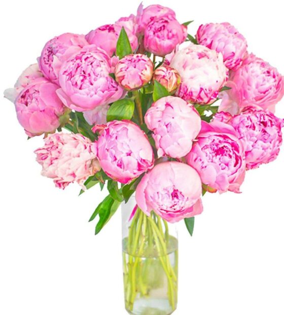 розовые пионы