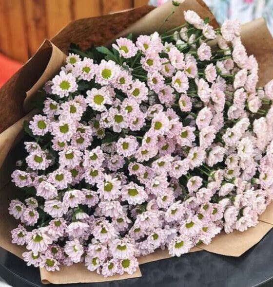 хризантема сантинни